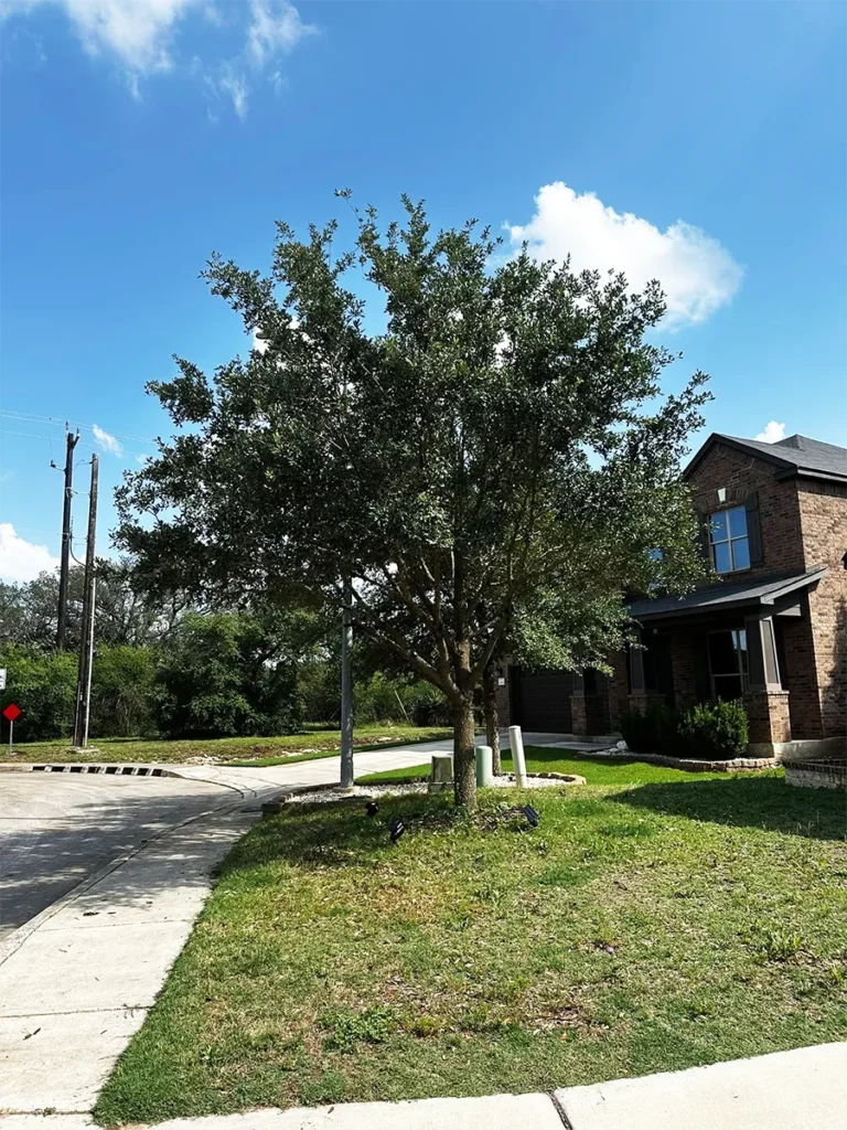 5 Reasons You Should Trim Your Trees Regularly 4 Tree Trimming Services in San Antonio | Safe & Affordable