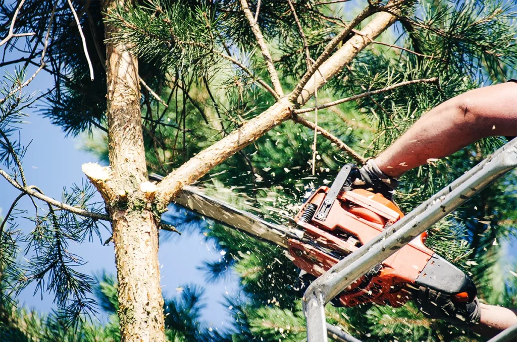 Certified arborist trimming a mature oak tree in San Antonio during winter for seasonal tree maintenance