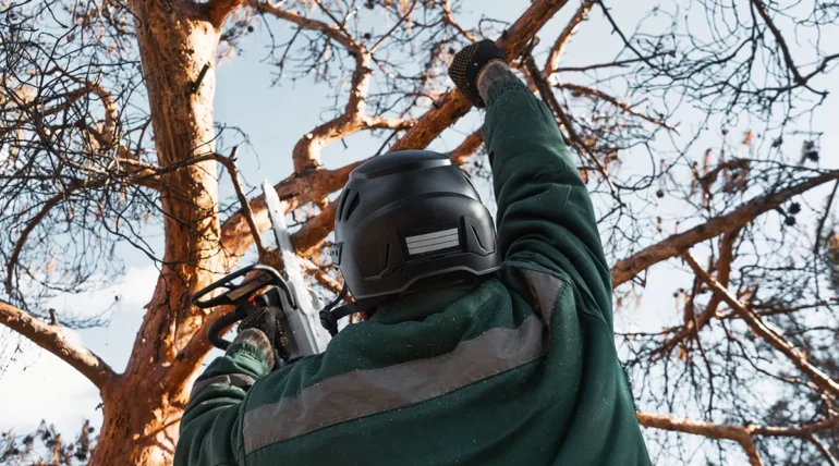 tree trimming crew with safety gear on commercial property