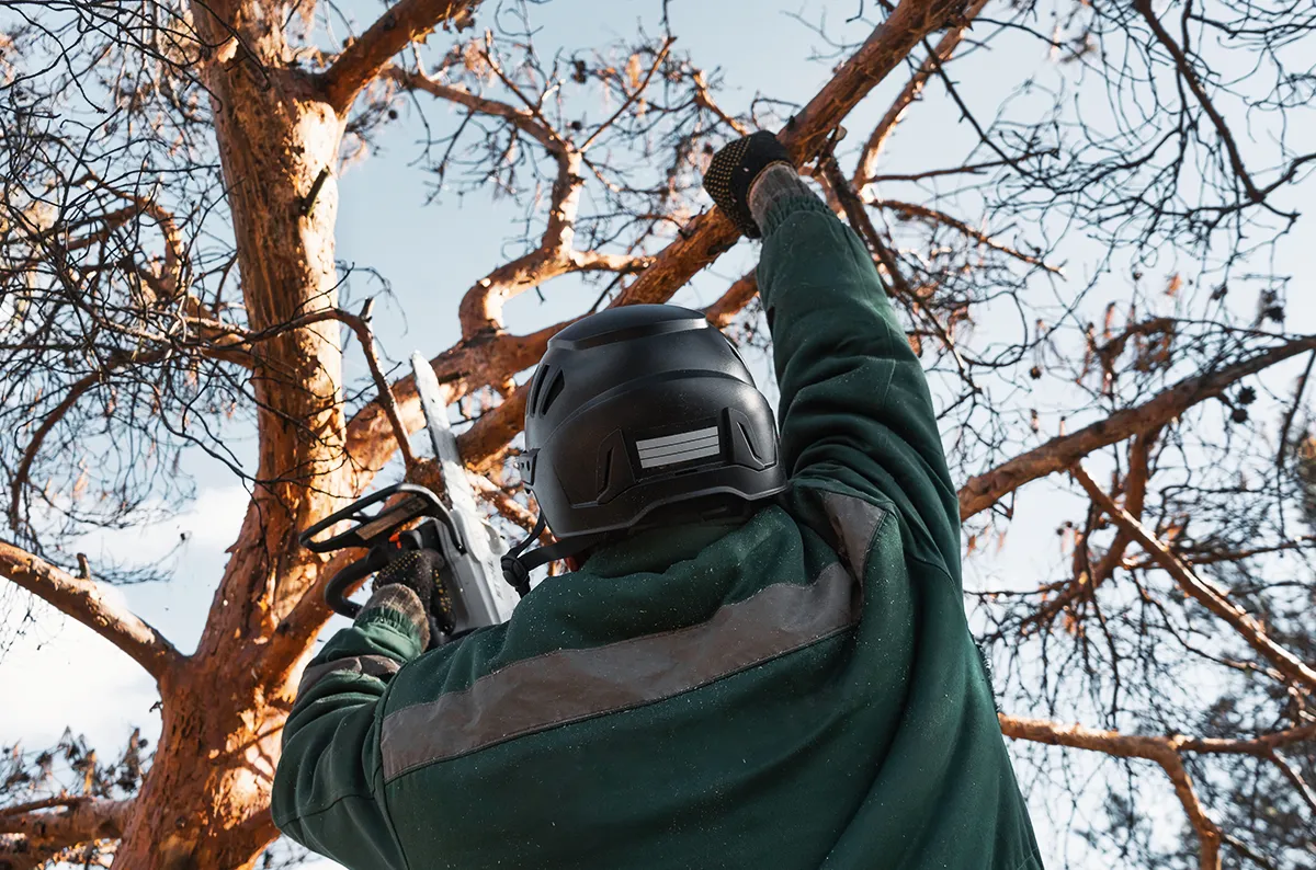 tree trimming crew with safety gear on commercial property