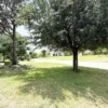 5 Reasons You Should Trim Your Trees Regularly
