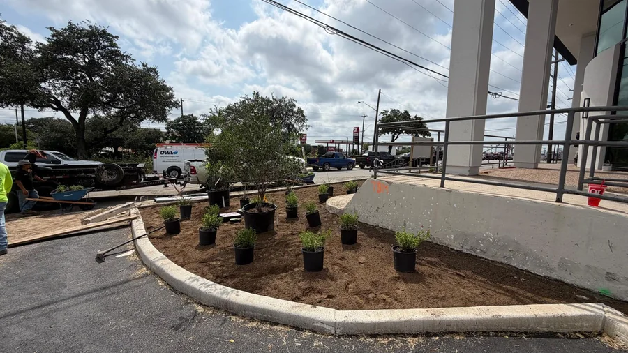 Canopy trees planted in a landscaped island, meeting the parking lot tree requirements San Antonio commercial lots must satisfy