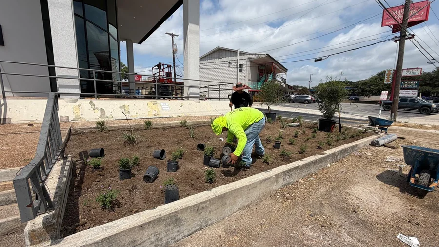 How Much Does Apartment Grounds Maintenance Cost in San Antonio? 4 A Design Scapes crew member setting shrubs into a prepared bed in San Antonio, the hand labor behind apartment grounds maintenance cost