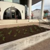 Newly planted entrance bed at a San Antonio commercial building