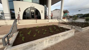 Newly planted entrance bed at a San Antonio commercial building